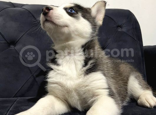 Orjinal A Kalite Husky Sibirya Kurdu görsel