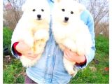 Kar Beyazi Samoyed Yavrularimiz Yeni̇ Sahi̇bi̇ni̇ Ariyor