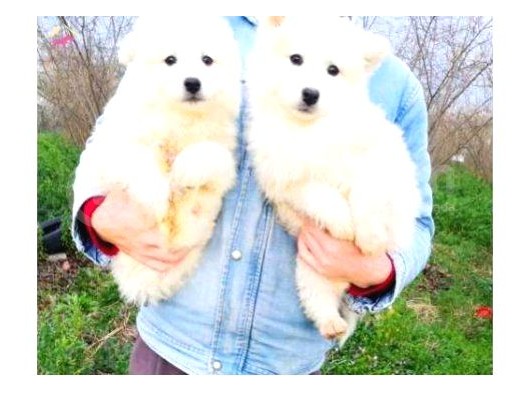 Kar Beyazi Samoyed Yavrularimiz Yeni̇ Sahi̇bi̇ni̇ Ariyor görsel