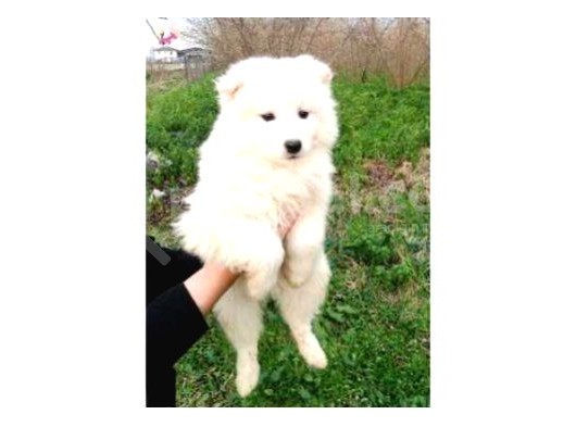 Kar Beyazi Samoyed Yavrularimiz Yeni̇ Sahi̇bi̇ni̇ Ariyor
