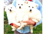 Kar Beyazi Samoyed Yavrularimiz Yeni̇ Sahi̇bi̇ni̇ Ariyor
