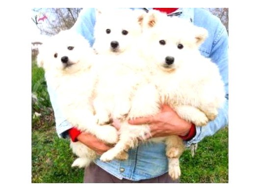 Kar Beyazi Samoyed Yavrularimiz Yeni̇ Sahi̇bi̇ni̇ Ariyor görsel