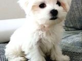 Ev Doğumu Maltese Bebegimiz