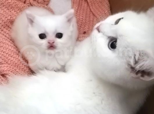 Kucak Ve Oyun Delisi