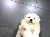 Kartopu Tesli̇me Hazir Samoyed Yavrulari