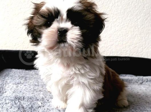 Kahve Beyaz Shi̇h Tzu Yavrulari görsel