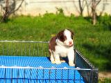 Border Collie Bebekler