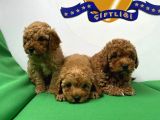 Toypoodle Bebekler Yeni̇ Yilda Si̇zleri̇ Bekli̇yor