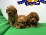 TOYPOODLE BEBEKLER YENİ YILDA SİZLERİ BEKLİYOR
