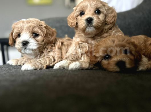 2 Aylik Erkek Malti̇poo Bebekleri̇mi̇z