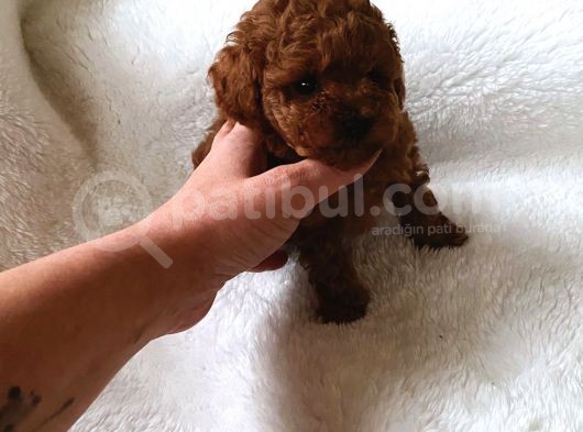 Çok Özel Çin Tea Cup Poodle Yavrularımız görsel