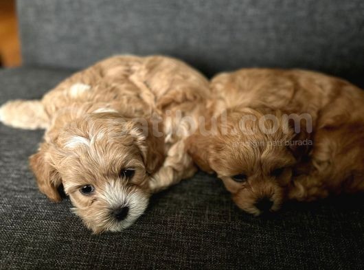 2 Aylik Erkek Malti̇poo Bebekleri̇mi̇z görsel