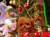 Çok Özel Çin Tea Cup Poodle Yavrularımız