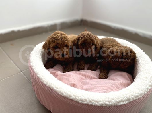 Çok Özel Çin Tea Cup Poodle Yavrularımız görsel