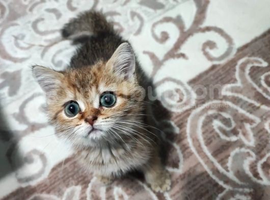 British Shorthair 2 Aylik - Sahi̇plendi̇ri̇yoruz görsel
