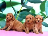 Irk Ve Sağlik Garanti̇si̇ İle Toy Poodle Yavrular