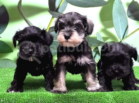 Irk Ve Sağlik Garanti̇si̇yle Mi̇nyatür Schnauzer Yavrular