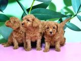 Irk Ve Sağlik Garanti̇si̇ İle Toy Poodle Yavrular