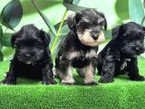Irk Ve Sağlik Garanti̇si̇yle Mi̇nyatür Schnauzer Yavrular