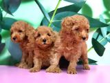 Irk Ve Sağlik Garanti̇si̇ İle Toy Poodle Yavrular