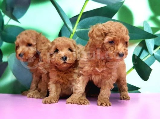 Irk Ve Sağlik Garanti̇si̇ İle Toy Poodle Yavrular görsel