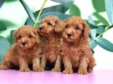 Irk Ve Sağlik Garanti̇si̇ İle Toy Poodle Yavrular