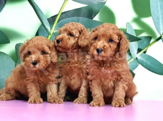 Irk Ve Sağlik Garanti̇si̇ İle Toy Poodle Yavrular görsel