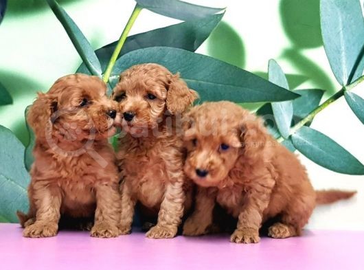 Irk Ve Sağlik Garanti̇si̇ İle Toy Poodle Yavrular görsel