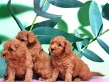 Irk Ve Sağlik Garanti̇si̇ İle Toy Poodle Yavrular
