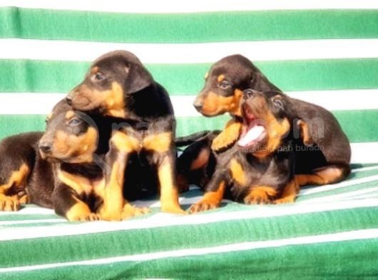 Irk Ve Sağlik Garanti̇si̇ İle Doberman Yavrular