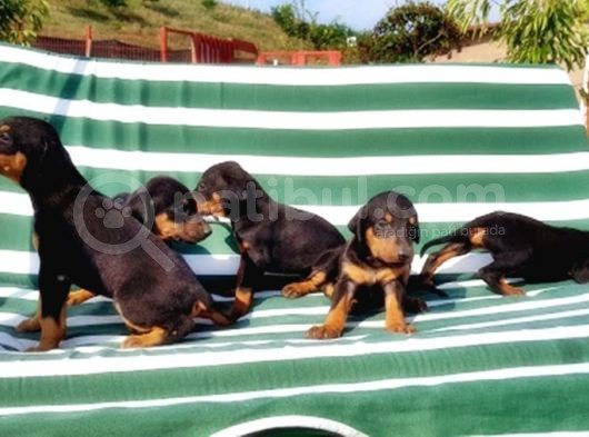 Irk Ve Sağlik Garanti̇si̇ İle Doberman Yavrular görsel