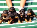Irk Ve Sağlik Garanti̇si̇ İle Doberman Yavrular