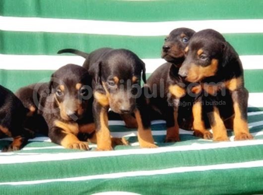 Irk Ve Sağlik Garanti̇si̇ İle Doberman Yavrular görsel
