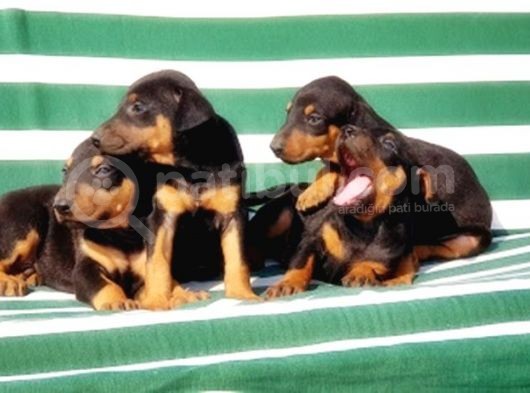 Irk Ve Sağlik Garanti̇si̇ İle Doberman Yavrular görsel