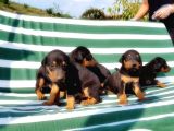 Irk Ve Sağlik Garanti̇si̇ İle Doberman Yavrular