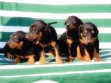 Irk Ve Sağlik Garanti̇si̇ İle Doberman Yavrular