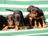 Irk Ve Sağlik Garanti̇si̇ İle Doberman Yavrular