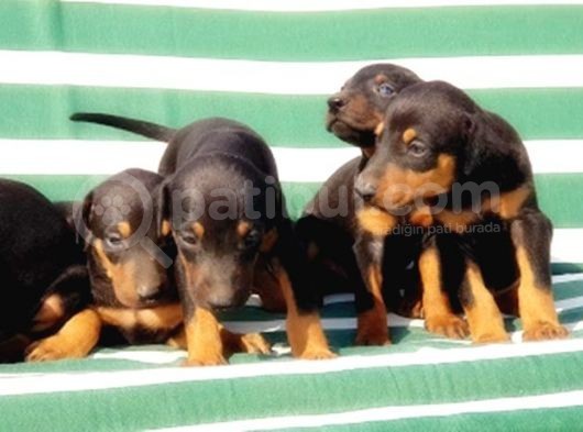 Irk Ve Sağlik Garanti̇si̇ İle Doberman Yavrular görsel