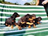 Irk Ve Sağlik Garanti̇si̇ İle Doberman Yavrular