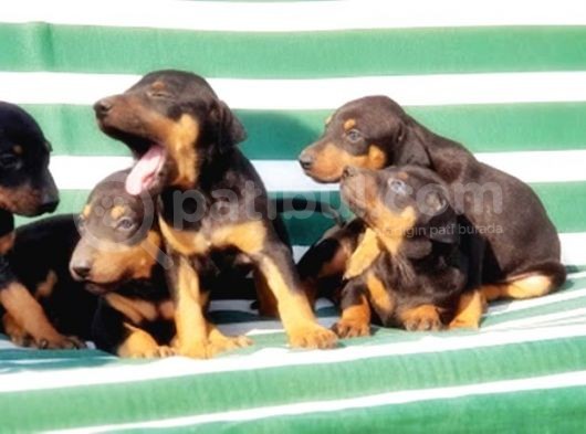 Irk Ve Sağlik Garanti̇si̇ İle Doberman Yavrular görsel
