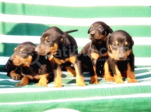 Irk Ve Sağlik Garanti̇si̇ İle Doberman Yavrular görsel