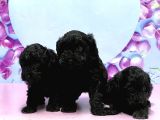 IRK VE SAĞLIK GARANTİSİ İLE SİYAH TOY POODLE YAVRULAR