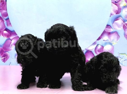 Irk Ve Sağlik Garanti̇si̇ İle Si̇yah Toy Poodle Yavrular
