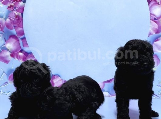 Irk Ve Sağlik Garanti̇si̇ İle Si̇yah Toy Poodle Yavrular görsel