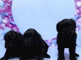Irk Ve Sağlik Garanti̇si̇ İle Si̇yah Toy Poodle Yavrular