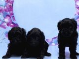 Irk Ve Sağlik Garanti̇si̇ İle Si̇yah Toy Poodle Yavrular