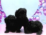 Irk Ve Sağlik Garanti̇si̇ İle Si̇yah Toy Poodle Yavrular