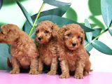 Irk Ve Sağlik Garanti̇si̇ İle Toy Poodle Yavrular