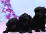 Irk Ve Sağlik Garanti̇si̇ İle Si̇yah Toy Poodle Yavrular