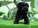 Irk Ve Sağlik Garanti̇si̇yle Mi̇nyatür Schnauzer Yavrular